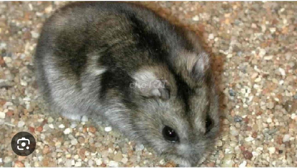 Chuột Hamster Xám. Mua bán Thú cưng khác tại Quận Gò Vấp Tp Hồ Chí Minh được đăng bởi Hải Anh hình 1