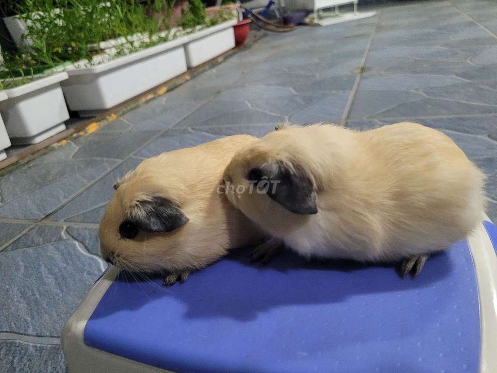 Chuột lang Ema Vàng kem dễ nuôi. Mua bán Thú cưng khác tại Huyện Hoài Đức Hà Nội được đăng bởi Nguyễn Ngà hình 1