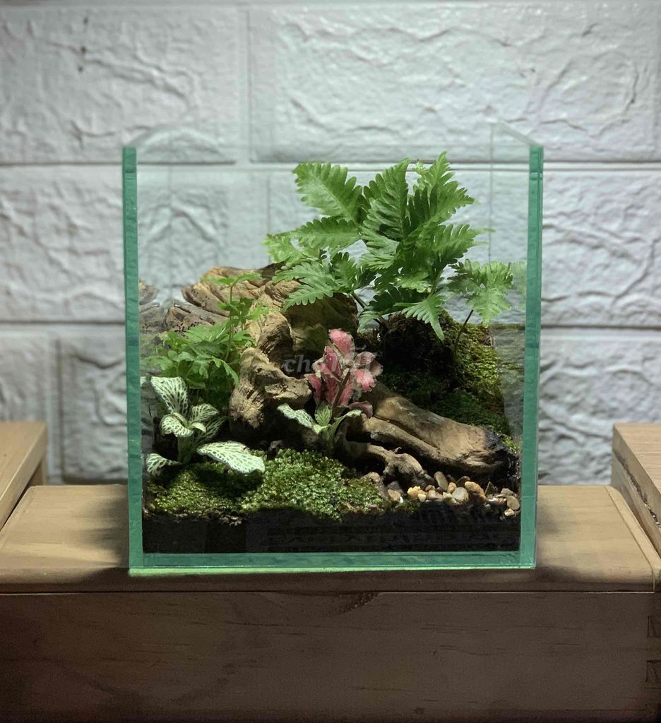 BỂ TERRARIUM TRỒNG CÂY