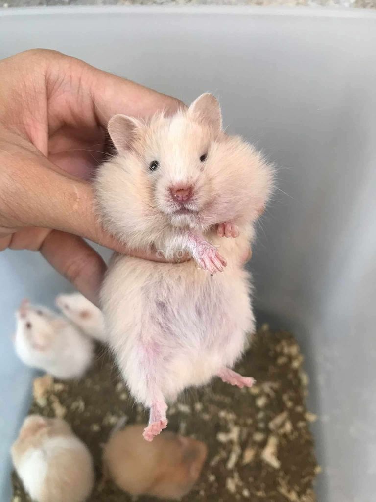 Hamster Bear xù Baby Trắng kem. Mua bán Thú cưng khác tại Quận Bình Tân Tp Hồ Chí Minh được đăng bởi Ở trọ bày đặt bán chụtt hình 1