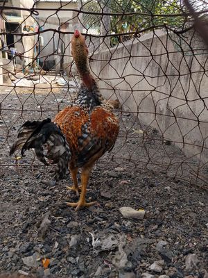 Gà Mỹ Cứu  lai 75 gà rất đẹp