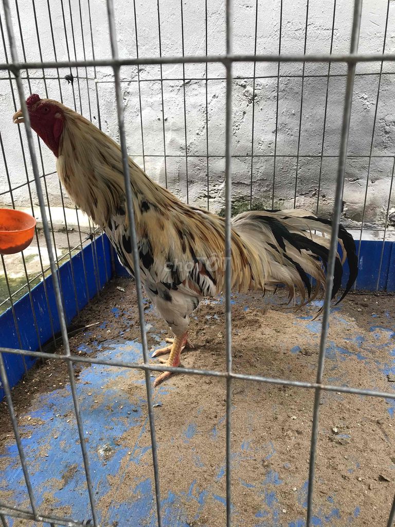 3k2 đọc đinh. Mua bán Gà tại Thành phố Châu Đốc An Giang được đăng bởi gà cựa hình 1