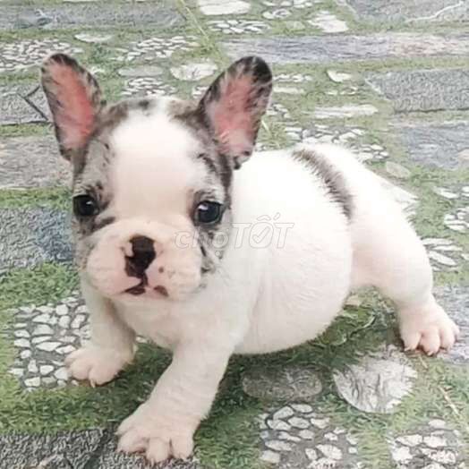 Trại Chó Hoàng Dũng. Bull Pháp Merle . Mua bán Chó tại Huyện Củ Chi Tp Hồ Chí Minh được đăng bởi le thi xuyen hình 1