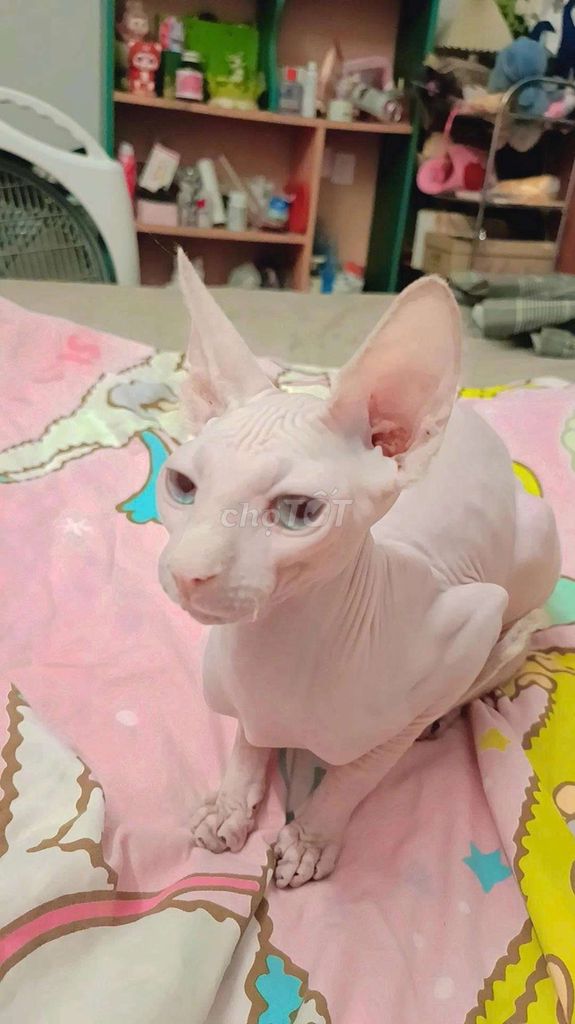Mèo Sphynx trưởng thành. Mua bán Mèo tại Quận Thanh Xuân Hà Nội được đăng bởi Cần Vũ hình 1