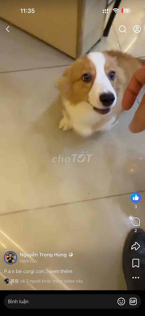 Chó Corgi fluffy cái 6 tháng. Mua bán Chó tại Quận Bắc Từ Liêm Hà Nội được đăng bởi hùng anh luxury hình 1
