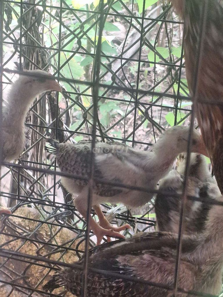 Gà con Trắng xám. Mua bán Gà tại Thành phố Mỹ Tho Tiền Giang được đăng bởi Anh vàng hình 1