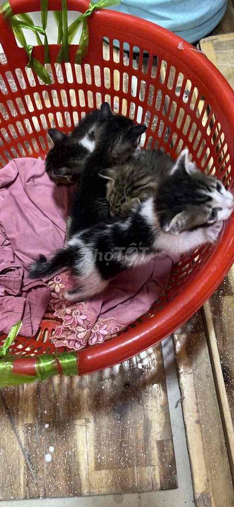 Mèo con 2 tháng tuổi. Mua bán Mèo tại Quận 5 Tp Hồ Chí Minh được đăng bởi Tên chưa cung cấp hình 1