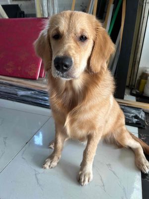 Chó Golden Retriever cái 6 tháng