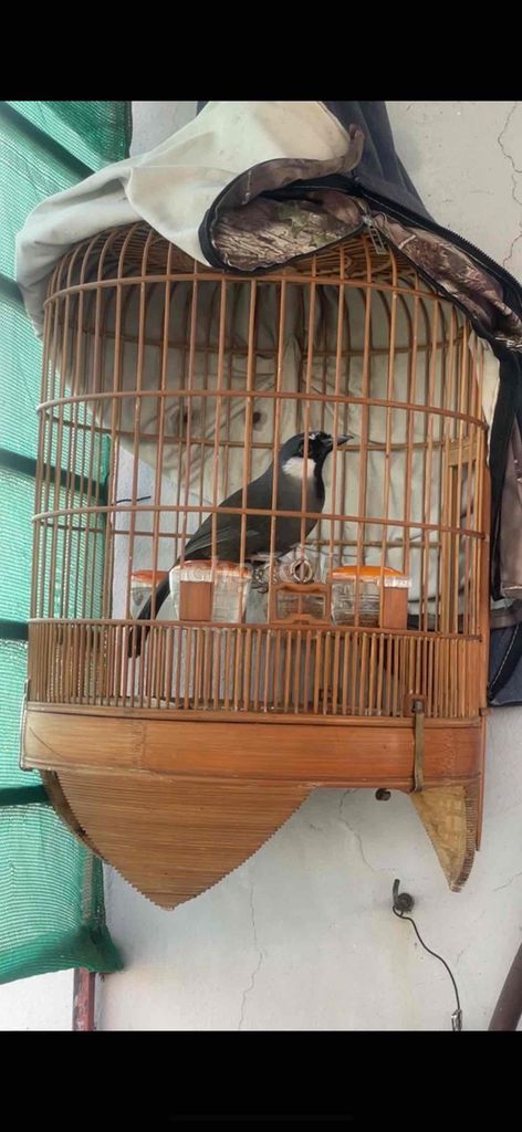 Chim khướu Đen trắng. Mua bán Chim tại Huyện Đông Anh Hà Nội được đăng bởi A quyên hình 1