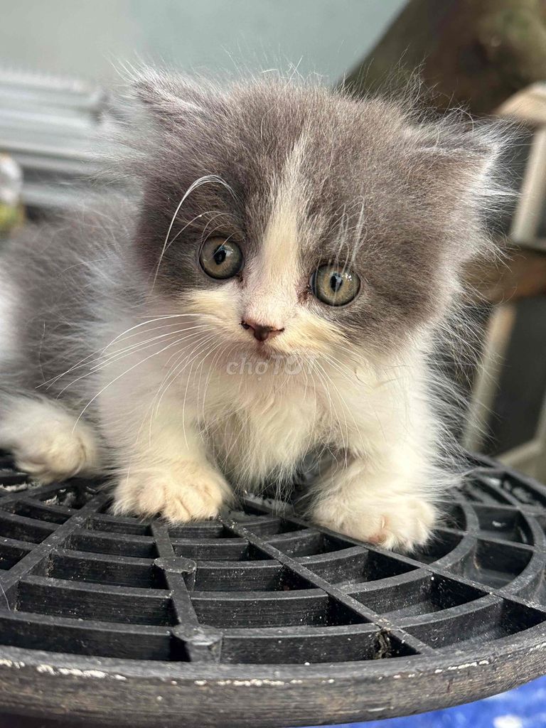 bé mèo đực lùn. Mua bán Mèo tại Quận Bắc Từ Liêm Hà Nội được đăng bởi Vũ Hữu Tình  hình 3