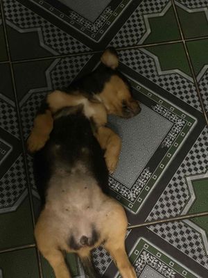 Chó con Rottweiler màu đen vàng. Mua bán Chó tại Huyện Cần Đước Long An được đăng bởi Lê Văn Minh Pha