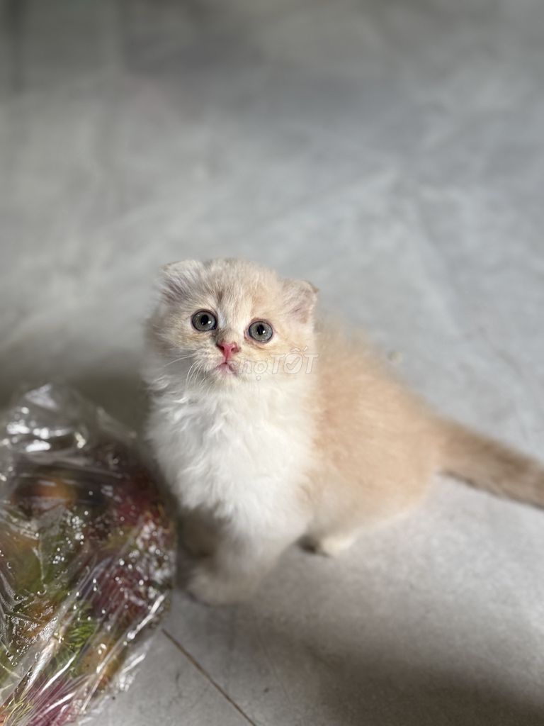 Mèo ALD nhiều màu 52 ngày tuổi. Mua bán Mèo tại Quận Cẩm Lệ Đà Nẵng được đăng bởi Tien Nguyen hình 1