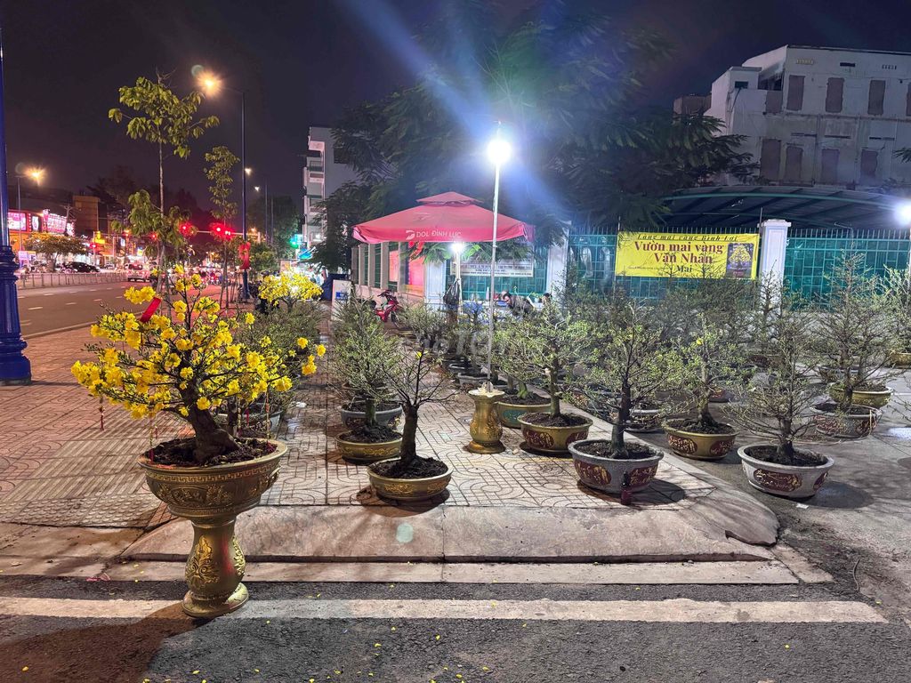 Mai vàng siêu bông Vườn mai Văn Nhân. Mua bán Cây cảnh, đồ trang trí tại Quận Bình Tân Tp Hồ Chí Minh được đăng bởi Hồ Trung Nghĩa hình 1