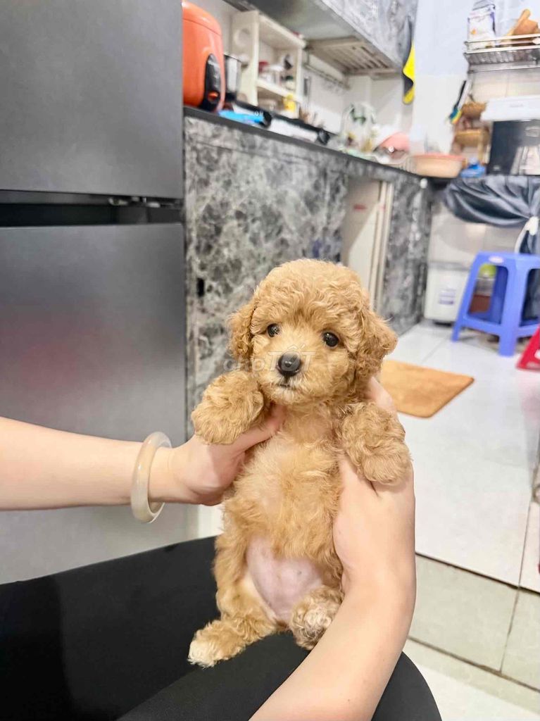 Chó Poodle Nâu 2 tháng đã tiêm ngừa. Mua bán Chó tại Quận Tân Phú Tp Hồ Chí Minh được đăng bởi Huynh Dao hình 1