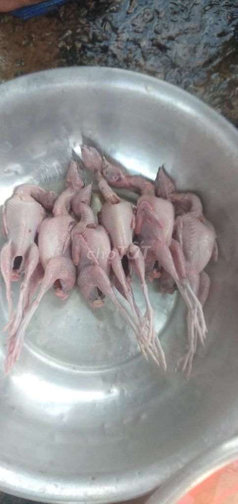 Chim cút. Mua bán Chim tại Thành phố Sóc Trăng Sóc Trăng được đăng bởi nhóc nhỏ hình 1