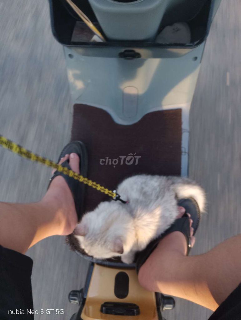 Mèo anh long dài khu vực cao lãnh. Mua bán Mèo tại Huyện Lấp Vò Đồng Tháp được đăng bởi Quân Hồ hình 2