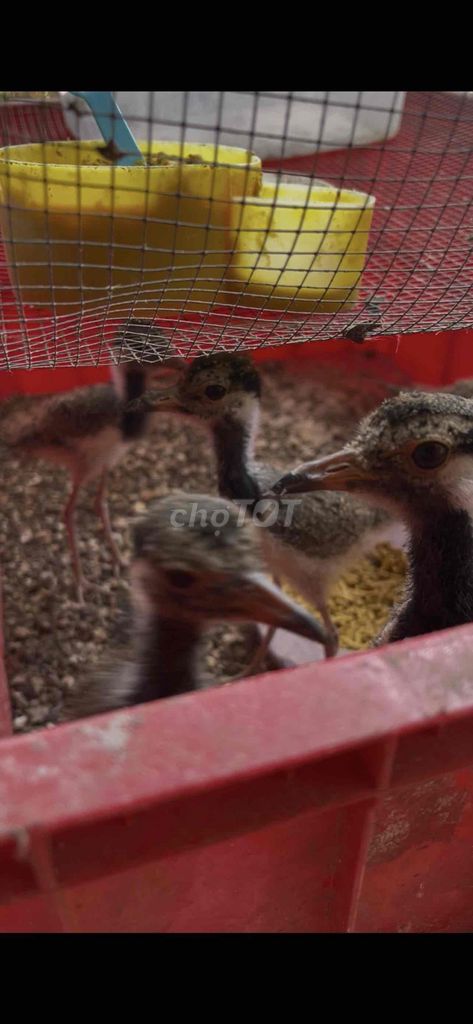 tete quách cám cứng 600k cặp gà. Mua bán Gà tại Huyện Bàu Bàng Bình Dương được đăng bởi Đông Nè  hình 1