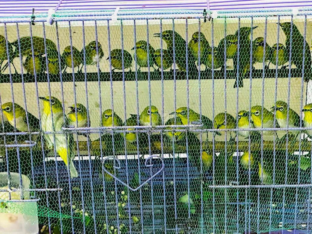 Chim Khuyên bổi tại tp huế. Mua bán Chim tại Thành phố Huế Thừa Thiên Huế được đăng bởi Anh hùng hình 1