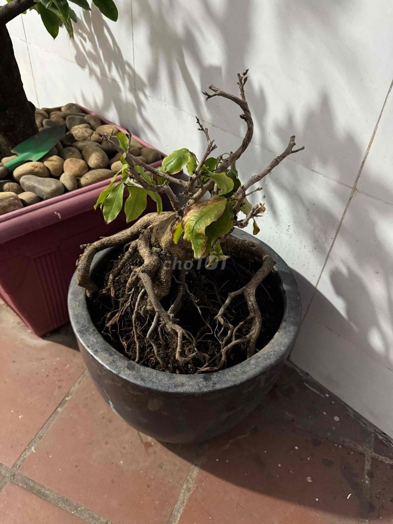 Cây Mai hình thú có chậu. Mua bán Cây cảnh, đồ trang trí tại Quận Bình Thạnh Tp Hồ Chí Minh được đăng bởi Hoạ Bì hình 1