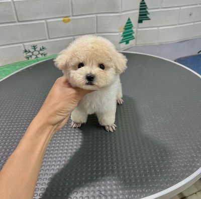 chó poodle  thuần chủng nhiều màu