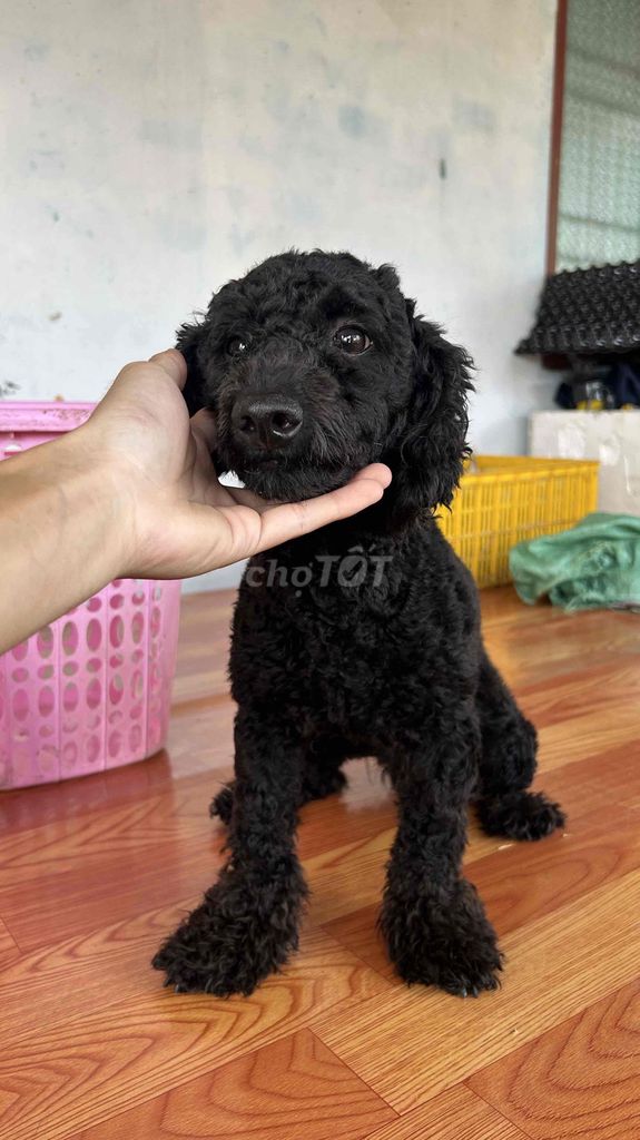 Chó Poodle Toy Cái màu Đen. Mua bán Chó tại Huyện Vĩnh Lợi Bạc Liêu được đăng bởi Thanh hình 1