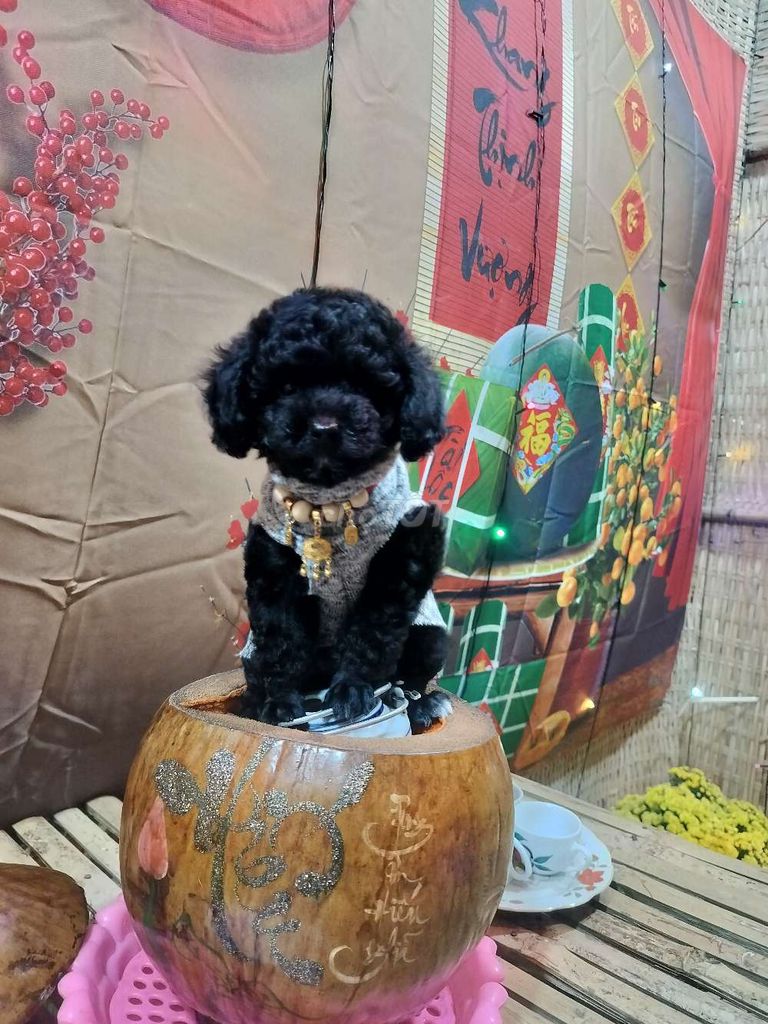 Chó Poodle đực 2 tháng tuổi. Mua bán Chó tại Huyện Bình Chánh Tp Hồ Chí Minh được đăng bởi Nguyen Trang hình 1