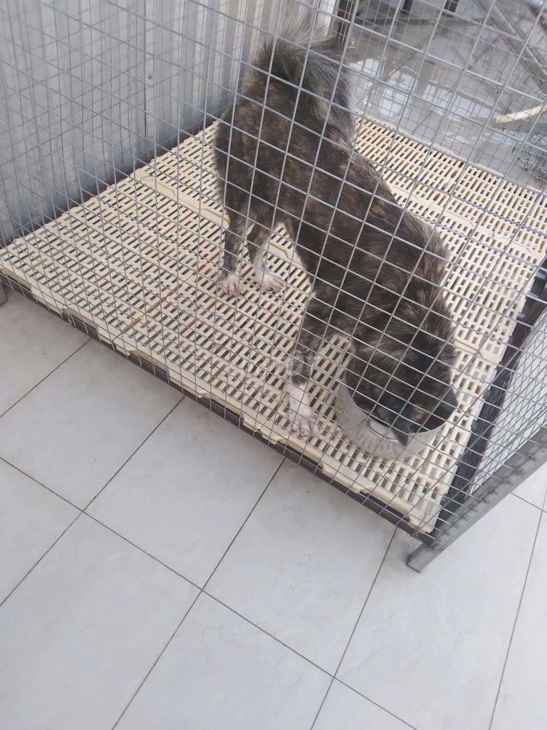 Chó Akita Vện  2 tuổi. Mua bán Chó tại Quận Phú Nhuận Tp Hồ Chí Minh được đăng bởi Ỉn Kưng hình 1