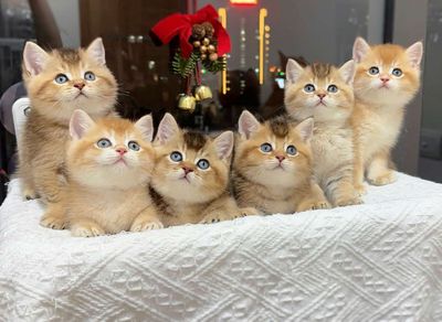 Mèo Golden xinh xắn cá mềm đủ đực cái chân lùn