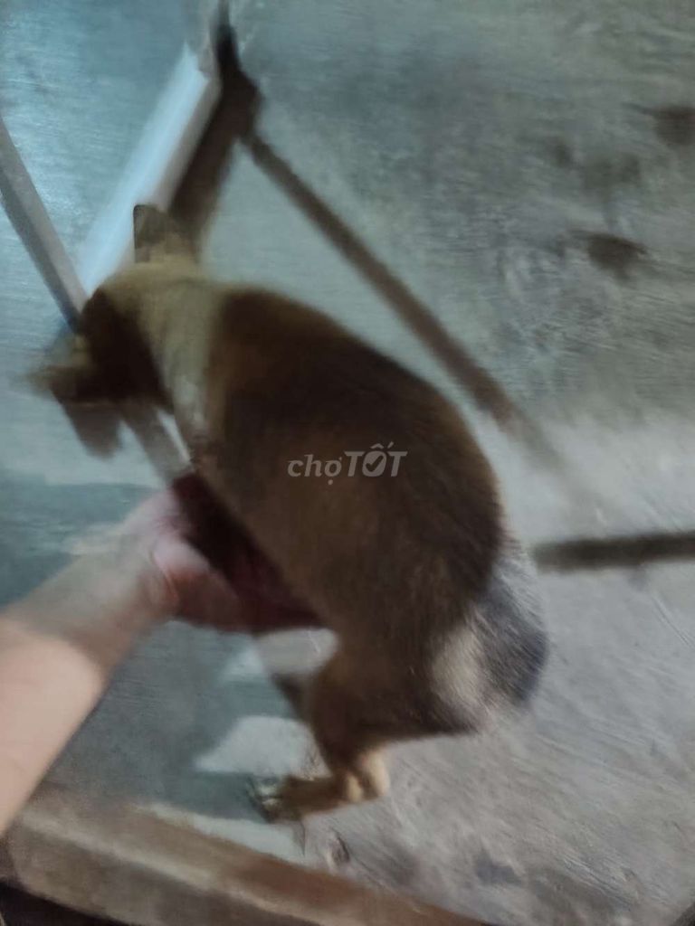 Chó 3 tháng Cái màu Nâu. Mua bán Chó tại Huyện Cầu Kè Trà Vinh được đăng bởi hoài khánh hình 1