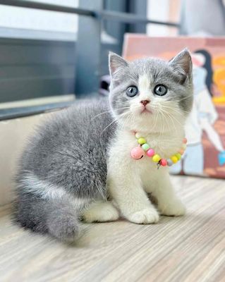 mèo Anh mặt xinh 😻😽