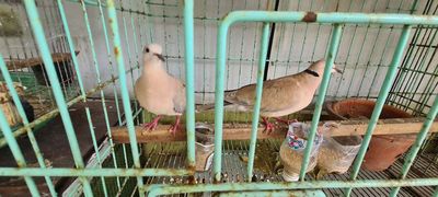 Cu gáy Pháp, thanh lý nguyên bầy giá rẻ.. Mua bán Chim tại Thành phố Qui Nhơn Bình Định được đăng bởi Lâm Thành Dương