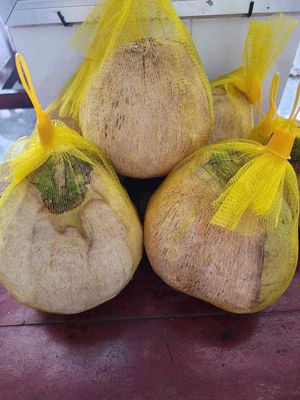 Dừa sáp đặc sản Trà Vinh hàng loại 1 bao sáp. Mua bán Đồ ăn, thực phẩm và các loại khác tại Huyện Bình Chánh Tp Hồ Chí Minh được đăng bởi Trâm Anh