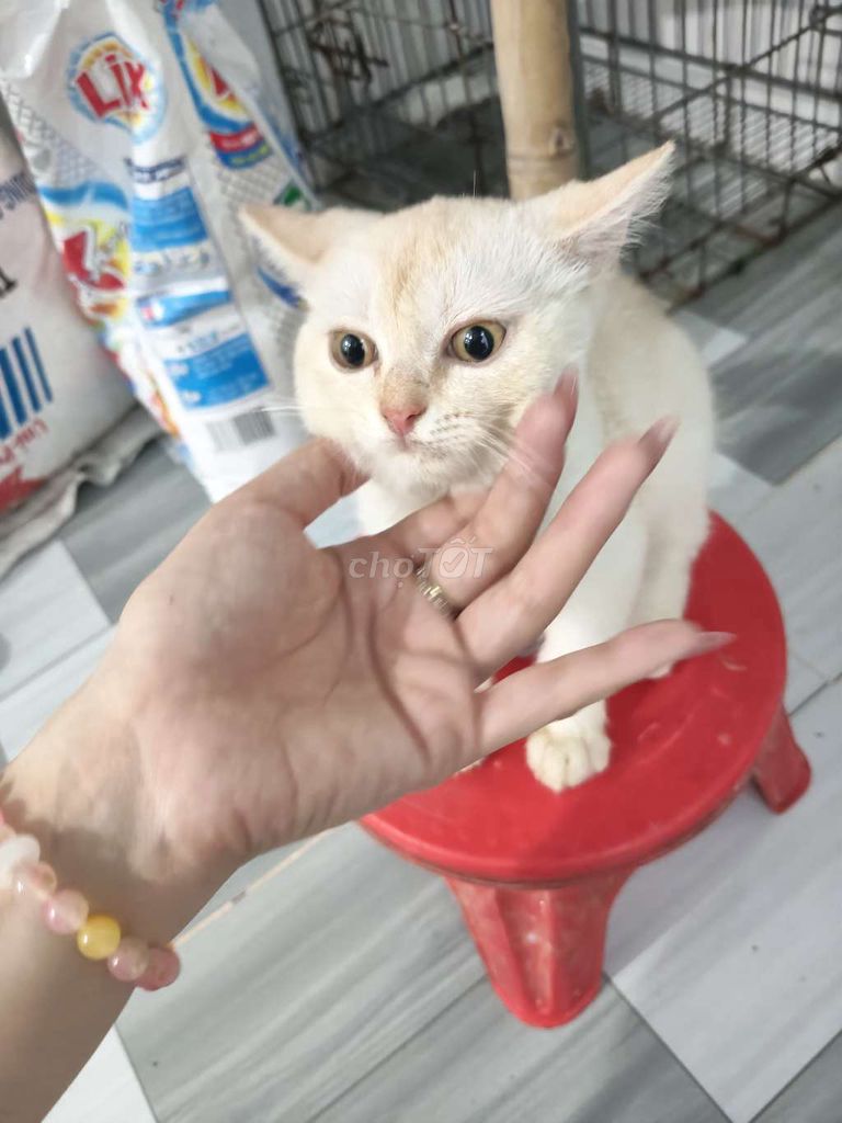 Mèo ALN đực Vàng. Mua bán Mèo tại Quận 11 Tp Hồ Chí Minh được đăng bởi Thảo Nguyên hình 1
