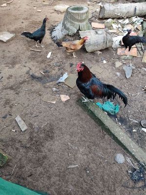 Tìm con nọc mòng vua.. Mua bán Gà tại Huyện Mỏ Cày Nam Bến Tre được đăng bởi Vinh Lam