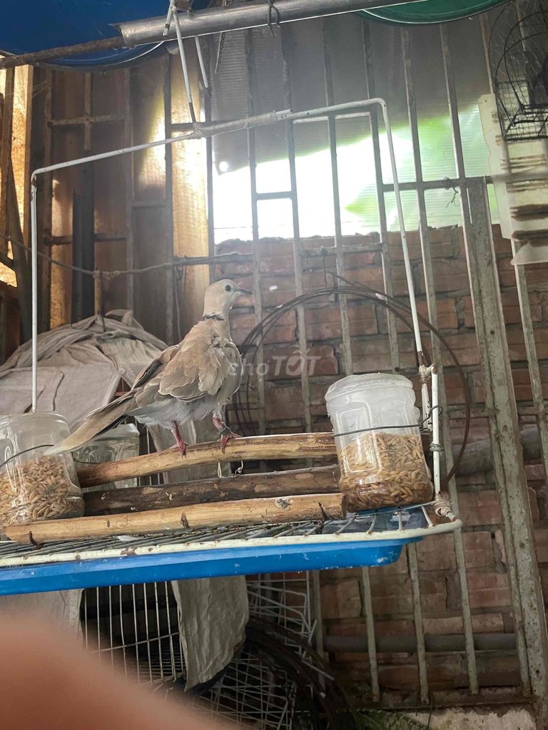 Chim cu pháp Nâu nhạt. Mua bán Chim tại Quận Bình Tân Tp Hồ Chí Minh được đăng bởi Phương hình 1