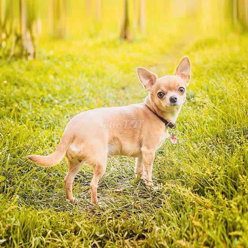 Chó Chihuahua Mini 8tháng Cái Vàng Thuần chủng