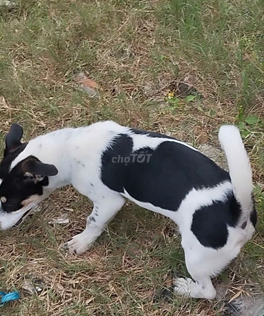 Chó Lai Nhật lùn đực 7 tháng. Mua bán Chó tại Thành phố Thủ Đức Tp Hồ Chí Minh được đăng bởi Phan Trường hình 1