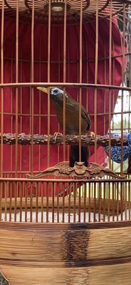 Họa mi siêng miệng. Mua bán Chim tại Quận 12 Tp Hồ Chí Minh được đăng bởi Sg
