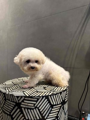 POODLE ĐỰC GIỐNG TRẮNG TEACUP. Mua bán Chó tại Quận Cẩm Lệ Đà Nẵng được đăng bởi HP Peties House