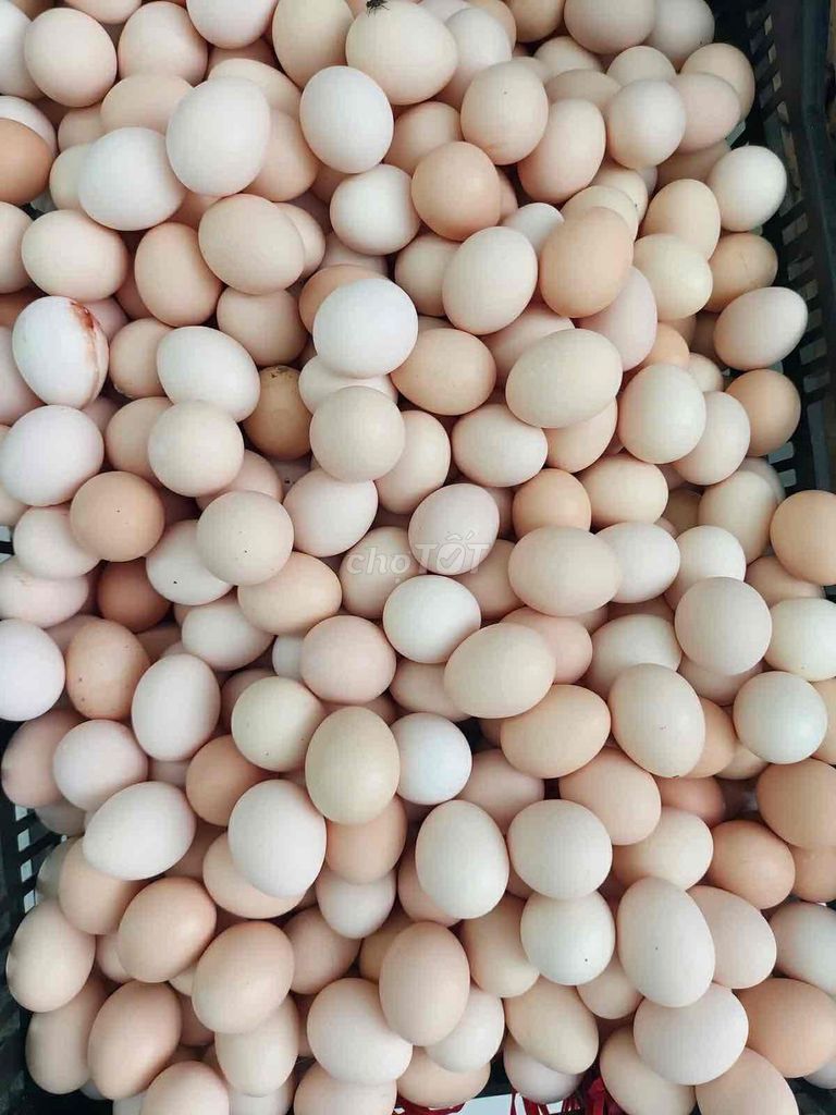 Trứng gà ác tươi đảm bảo. Mua bán Đồ ăn, thực phẩm và các loại khác tại Huyện Bến Lức Long An được đăng bởi Trúc Vân hình 1