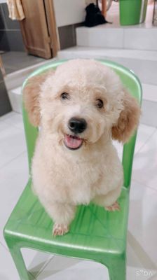 Cần pass lại 2 bé cún poodle