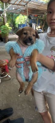 Chó con Nâu 1 tháng 2 tuần