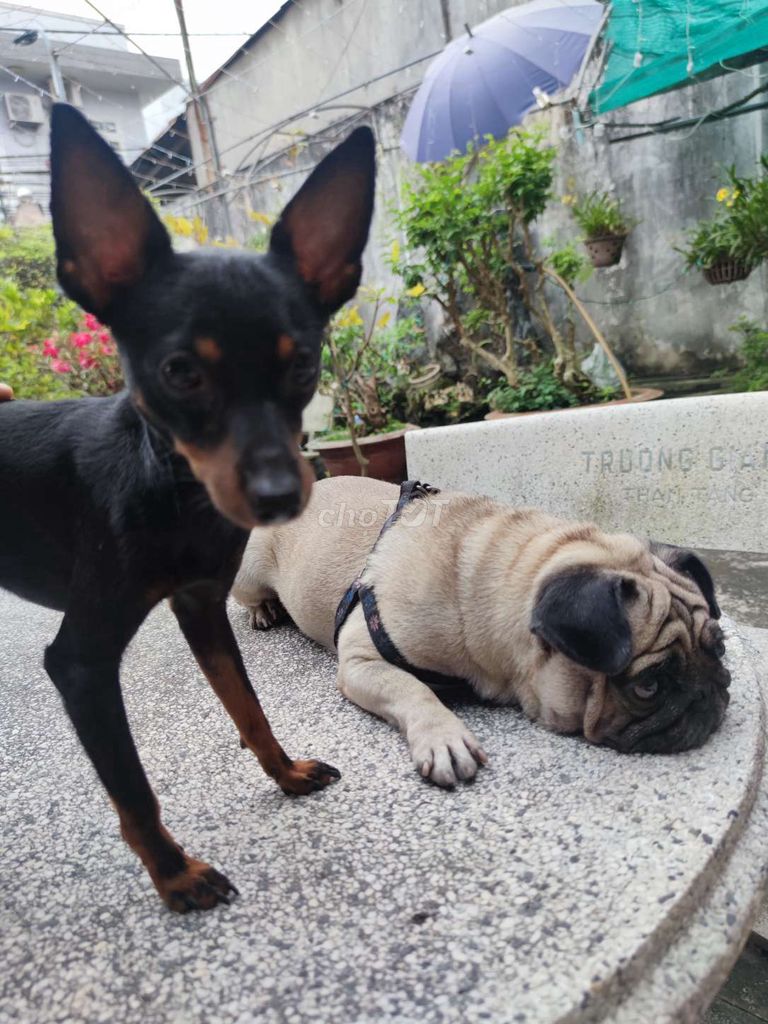 Chó Pug và Chó Phốc Hươu. Mua bán Chó tại Quận 6 Tp Hồ Chí Minh được đăng bởi Hiếu hình 1