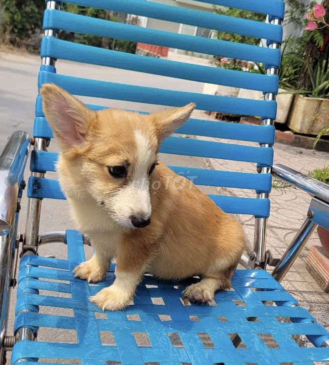 Cần bán nhanh corgi có thương lượng