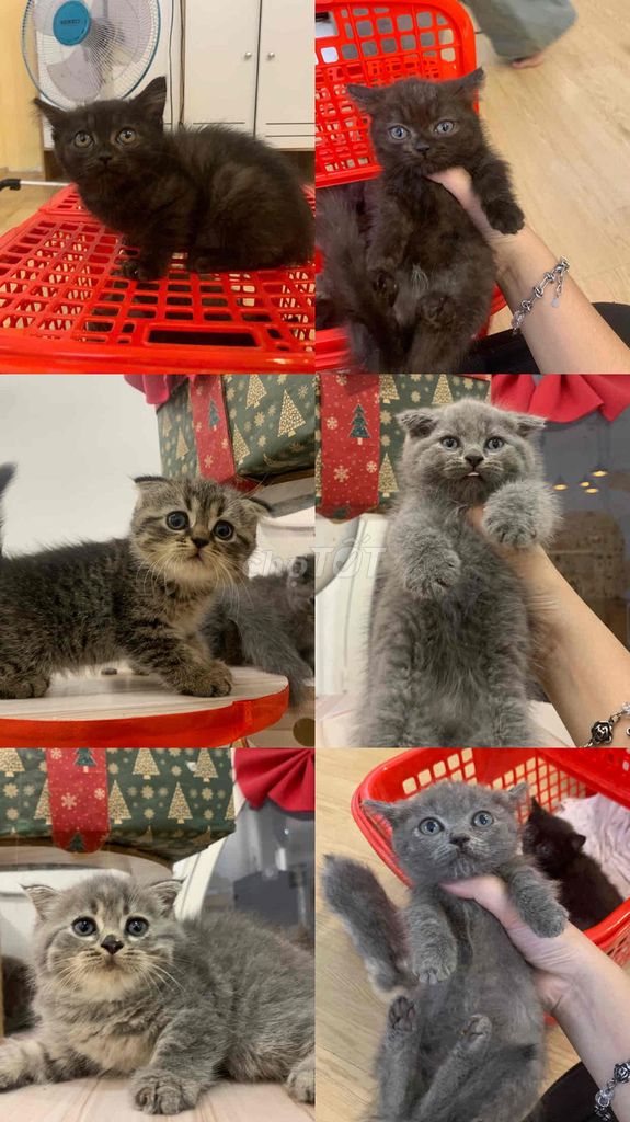 tìm sen chăm. Mua bán Mèo tại Thành phố Thủ Dầu Một Bình Dương được đăng bởi Mai Thi Thanh Hoa hình 1