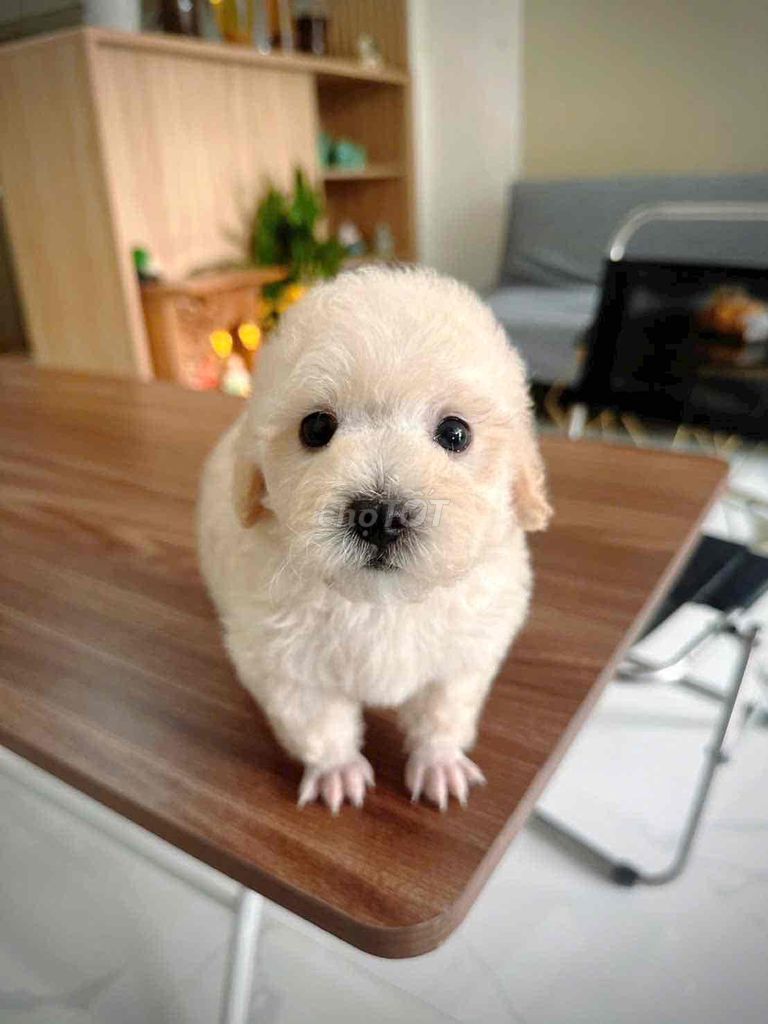 Chó Poodle Cái màu Trắng kem. Mua bán Chó tại Quận Cái Răng Cần Thơ được đăng bởi Shop Pet hình 1