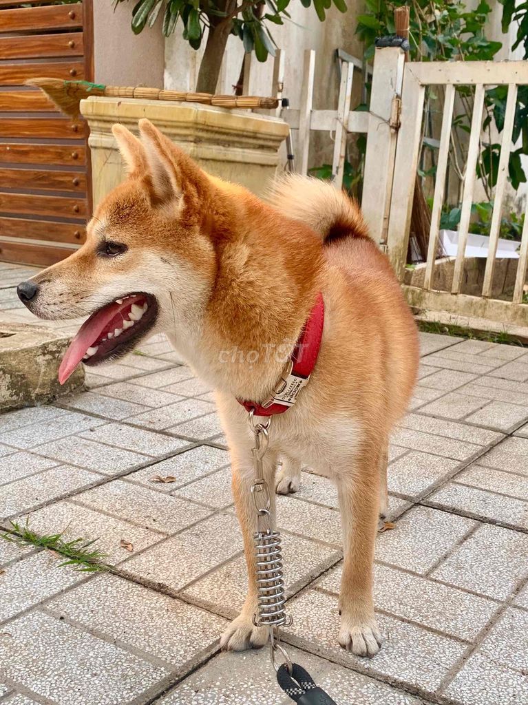 Bé Shiba Inu cái màu vàng đỏ 6.5 tháng tuổi