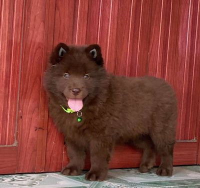 Chó con đực màu Nâu