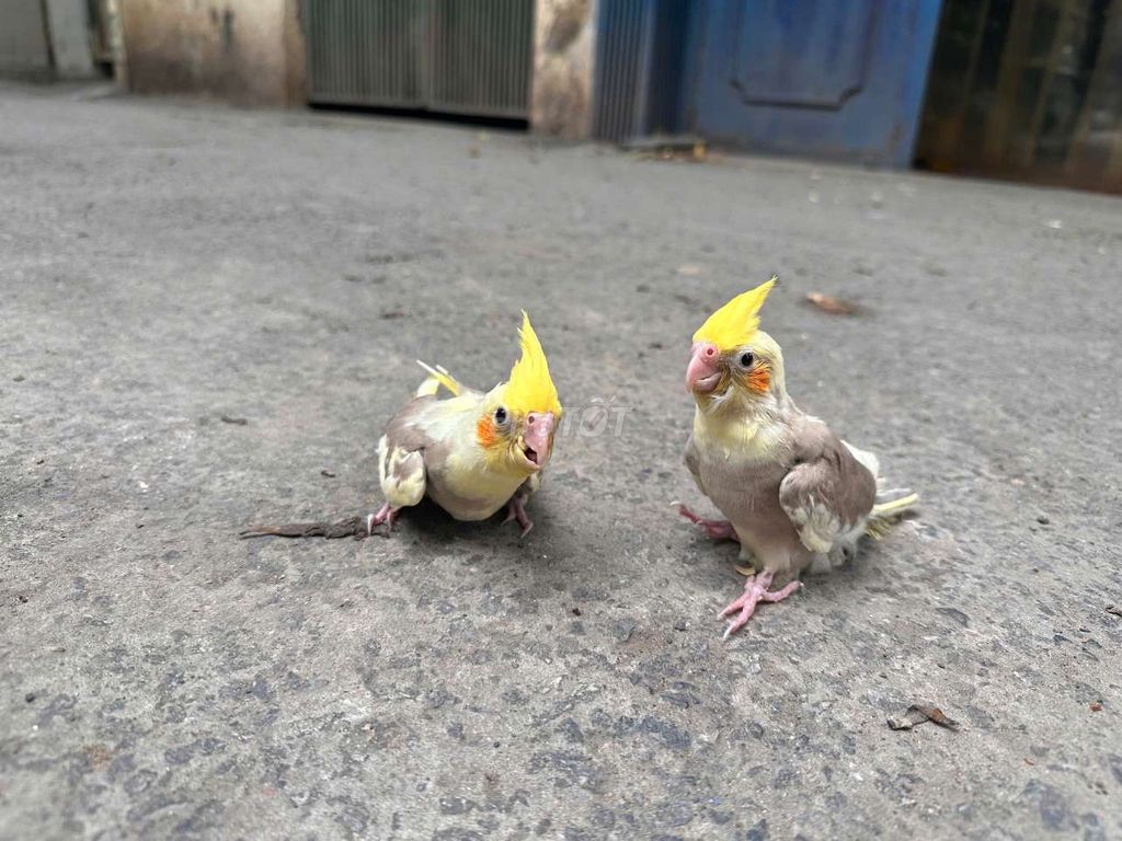 Chim Cockatiel Vàng, xám, trắng. Mua bán Chim tại Quận Cầu Giấy Hà Nội được đăng bởi Shop chim vẹt  hình 1