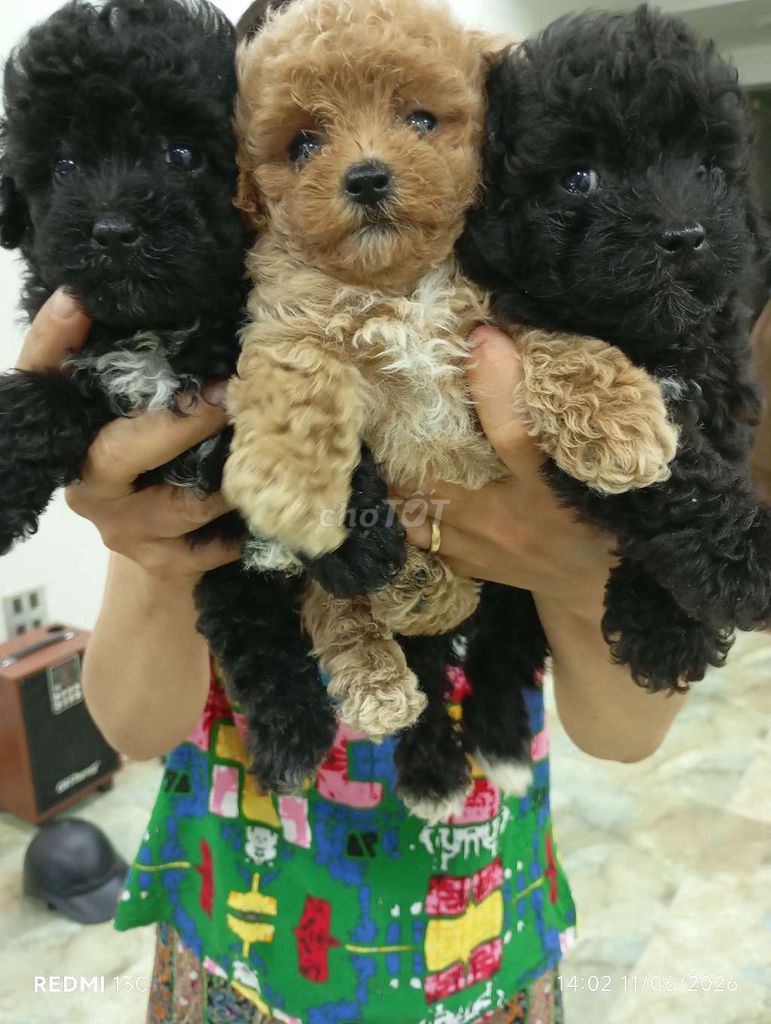 Chó Poodle Tiny không xác định. Mua bán Chó tại Huyện Đông Anh Hà Nội được đăng bởi Hoàng Thị Loan hình 1